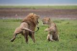 K008 肯尼亚环线 野生动物一网打尽12日行程（4月-6月）