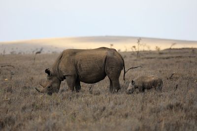 K006 肯尼亚环线 野生动物一网打尽12日行程（7-10月）