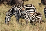 K007 肯尼亚环线 野生动物一网打尽12日行程（1月-3月，11-12月除圣诞新年）